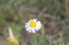<img100*0:stuff/z/73640/White%2520Flower%2520Reference/i1265069900_23.jpg>