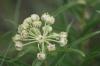 <img100*0:stuff/z/73640/White%2520Flower%2520Reference/i1265069900_24.jpg>