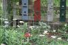 <img100*0:stuff/z/73640/White%2520Flower%2520Reference/i1265069900_25.jpg>
