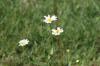 <img100*0:stuff/z/73640/White%2520Flower%2520Reference/i1265069900_26.jpg>