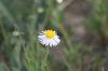 <img100*0:stuff/z/73640/White%2520Flower%2520Reference/i1265069900_27.jpg>