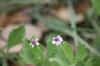 <img100*0:stuff/z/73640/White%2520Flower%2520Reference/i1265069900_28.jpg>