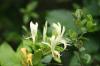 <img100*0:stuff/z/73640/White%2520Flower%2520Reference/i1265069900_29.jpg>