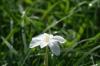 <img100*0:stuff/z/73640/White%2520Flower%2520Reference/i1265069900_30.jpg>