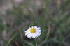<img100*0:stuff/z/73640/White%2520Flower%2520Reference/i1265069900_31.jpg>