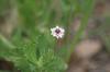 <img100*0:stuff/z/73640/White%2520Flower%2520Reference/i1265069900_32.jpg>