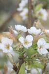 <img100*0:stuff/z/73640/White%2520Flower%2520Reference/i1265070994_1.jpg>
