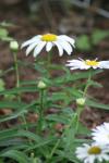 <img100*0:stuff/z/73640/White%2520Flower%2520Reference/i1265070994_3.jpg>