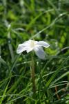 <img100*0:stuff/z/73640/White%2520Flower%2520Reference/i1265070994_4.jpg>