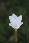 <img100*0:stuff/z/73640/White%2520Flower%2520Reference/i1265070994_5.jpg>