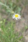 <img100*0:stuff/z/73640/White%2520Flower%2520Reference/i1265070995_10.jpg>