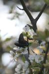 <img100*0:stuff/z/73640/White%2520Flower%2520Reference/i1265070995_11.jpg>