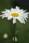 <img100*0:stuff/z/73640/White%2520Flower%2520Reference/i1265070995_12.jpg>