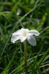 <img100*0:stuff/z/73640/White%2520Flower%2520Reference/i1265070995_13.jpg>