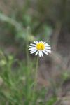 <img100*0:stuff/z/73640/White%2520Flower%2520Reference/i1265070995_14.jpg>