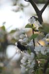 <img100*0:stuff/z/73640/White%2520Flower%2520Reference/i1265070995_15.jpg>