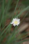 <img100*0:stuff/z/73640/White%2520Flower%2520Reference/i1265070995_6.jpg>
