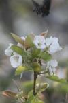 <img100*0:stuff/z/73640/White%2520Flower%2520Reference/i1265070995_7.jpg>