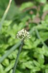 <img100*0:stuff/z/73640/White%2520Flower%2520Reference/i1265070995_8.jpg>