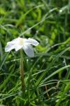 <img100*0:stuff/z/73640/White%2520Flower%2520Reference/i1265070995_9.jpg>