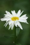 <img100*0:stuff/z/73640/White%2520Flower%2520Reference/i1265070996_16.jpg>