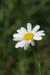 <img100*0:stuff/z/73640/White%2520Flower%2520Reference/i1265070996_17.jpg>