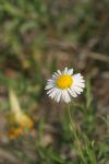 <img100*0:stuff/z/73640/White%2520Flower%2520Reference/i1265070996_18.jpg>