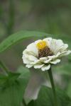 <img100*0:stuff/z/73640/White%2520Flower%2520Reference/i1265070996_19.jpg>