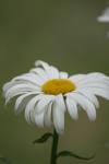 <img100*0:stuff/z/73640/White%2520Flower%2520Reference/i1265070996_20.jpg>