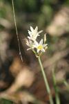 <img100*0:stuff/z/73640/White%2520Flower%2520Reference/i1265070996_21.jpg>