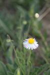 <img100*0:stuff/z/73640/White%2520Flower%2520Reference/i1265070996_22.jpg>