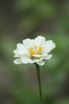 <img100*0:stuff/z/73640/White%2520Flower%2520Reference/i1265070996_23.jpg>