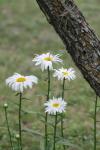 <img100*0:stuff/z/73640/White%2520Flower%2520Reference/i1265070996_24.jpg>