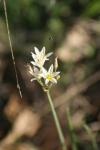 <img100*0:stuff/z/73640/White%2520Flower%2520Reference/i1265070996_25.jpg>