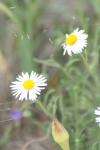 <img100*0:stuff/z/73640/White%2520Flower%2520Reference/i1265070996_26.jpg>