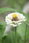 <img100*0:stuff/z/73640/White%2520Flower%2520Reference/i1265070997_27.jpg>