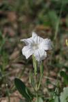 <img100*0:stuff/z/73640/White%2520Flower%2520Reference/i1265070997_28.jpg>