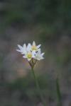 <img100*0:stuff/z/73640/White%2520Flower%2520Reference/i1265070997_29.jpg>