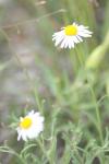 <img100*0:stuff/z/73640/White%2520Flower%2520Reference/i1265070997_30.jpg>