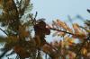 <img100*0:stuff/z/73640/Winter%2520Plants/i1262754739_7.jpg>
