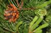 <img100*0:stuff/z/73640/Winter%2520Plants/i1262754739_8.jpg>