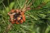 <img100*0:stuff/z/73640/Winter%2520Plants/i1262754740_13.jpg>