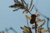 <img100*0:stuff/z/73640/Winter%2520Plants/i1262754740_14.jpg>