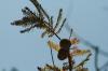<img100*0:stuff/z/73640/Winter%2520Plants/i1262754740_16.jpg>