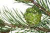 <img100*0:stuff/z/73640/Winter%2520Plants/i1262754740_17.jpg>