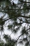 <img100*0:stuff/z/73640/Winter%2520Plants/i1263882100_2.jpg>
