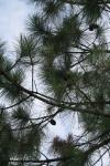 <img100*0:stuff/z/73640/Winter%2520Plants/i1263882103_6.jpg>