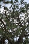 <img100*0:stuff/z/73640/Winter%2520Plants/i1263882105_8.jpg>