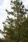 <img100*0:stuff/z/73640/Winter%2520Plants/i1263882108_11.jpg>
