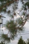 <img100*0:stuff/z/73640/Winter%2520Plants/i1263882111_15.jpg>